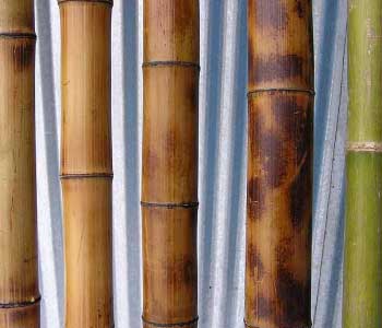 Бамбук стволы