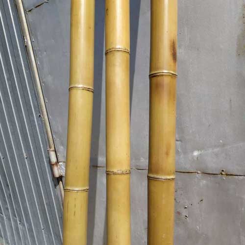 Бамбук ствол стандарт 3-4 см