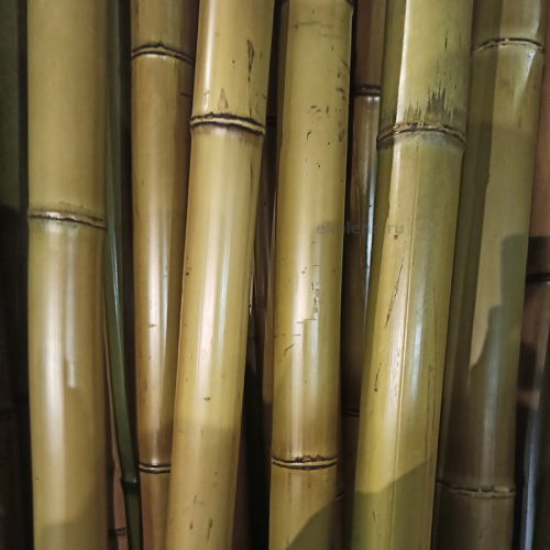 бамбук диаметр 4 - 5 см купить