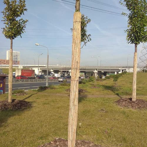 Тростниковая обвязка для деревьев
