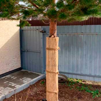 Тростниковая обвязка для деревьев