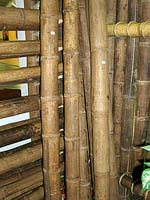 Колумбийский бамбук