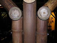 Колумбийский бамбук