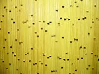 Бамбуковые обои Жёлтая берёзка
